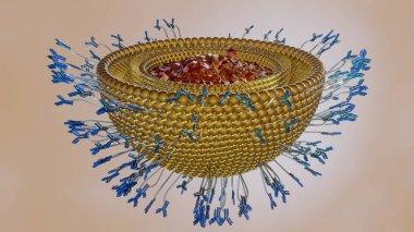 Antikorla modifiye edilmiş liposomlar, immün-liposomlar, hücre yüzeyi proteinlerinin antikorlarla etkileşimi yoluyla hücrelere kapsüllü ilaçlar gönderebilirler.
