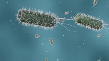 E. coli, Escherichia coli familyasından bir bakteri türü olup, sıcakkanlı organizmaların bağırsaklarında 3D olarak bulunur.