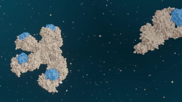 Animasi Untuk Membentuk Molekul Apoptosom Manusia Mengandung Tujuh Molekul Apaf — Stok Video
