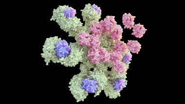 Caspase-9 'un 3D görüntülemesi apoptosom kompleksi üzerinde etkinleştirildi ve caspase-9 caspase-3 etkinleştirildi.