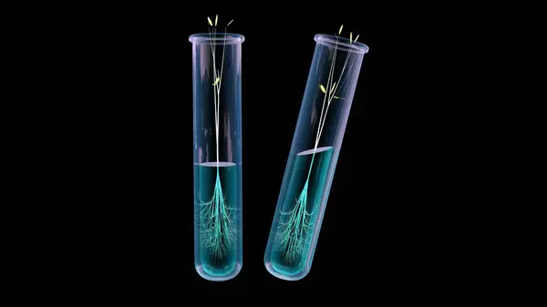 3D rendering of plant germination inside a test tube is often used in scientific research to study plant growth and development
