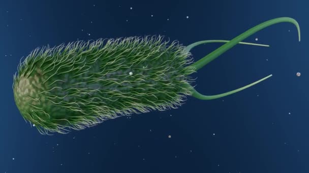 一种通常被称为大肠杆菌的大肠杆菌的3D动画展示了它作为一种细菌的作用 这种细菌通常在温血动物的下肠中被发现 — 图库视频影像