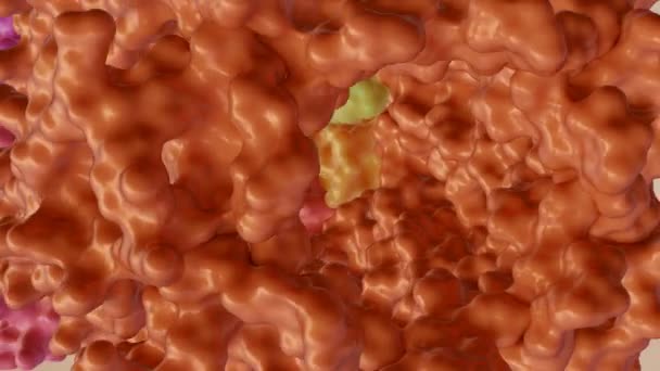 Animación Del Proteasoma Máquinas Moleculares Para Descomponer Proteínas Llamadas Proteólisis — Vídeos de Stock