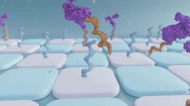 リゴヌクレオチドは 抗体配列におけるAocの使用を共役する 3Dアニメーション — ストック動画