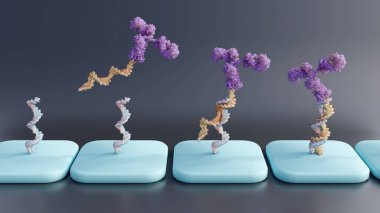 Antikor-oligonükleotid eşleniği veya antikor dizilerinde AOC kullanımı; 3d görüntüleme