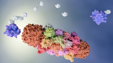 Protezler, proteoliz adı verilen proteinleri parçalamak için kullanılan moleküler makinelerdir. Sadece hedef proteine ubiquitin adı verilen tahribat için işaretlenmiş proteinleri hedef alırlar.