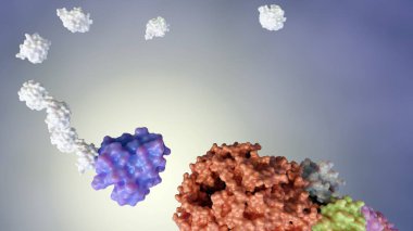 3D ubiquitin üretimi hedef proteinlere ubiquitination adı verilen bir yöntemle bağlanır.