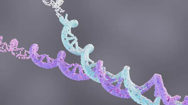 Open up the DNA double helix, resulting in the formation of the replication fork, and keep it open, 3d rendering
