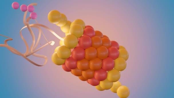 プロテアソームはタンパク質分解と呼ばれるタンパク質を分解するための分子機械で 標的タンパク質にユビキチンと呼ばれる破壊のためにマークされている唯一のターゲットタンパク質 3Dアニメーション — ストック動画