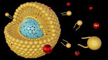 Lipid bilayer kaplamalı mezopporöz silika nanopartiküller: Hedeflenen uyuşturucu teslimatı ve 3D üretilmiş nanotıp salınımı için ortaya çıkan nanocarrier 'ler