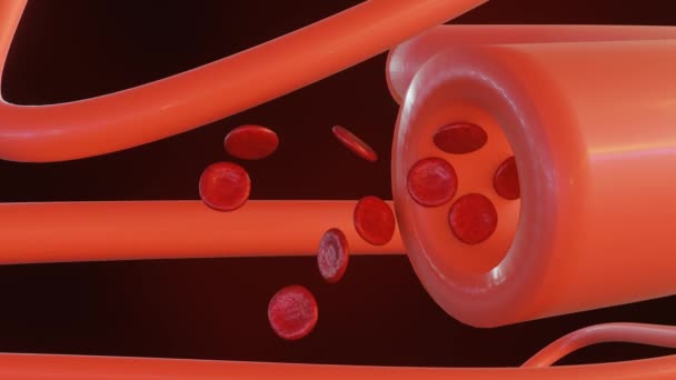 Animace Vasodilatace Lékařský Termín Pro Když Krevní Cévy Uvolní Rozšíří — Stock video