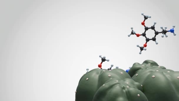 この3Dアニメーションは ヨーロッパのカクテル ロフォラ ウィリアムラ その主要な精神活性成分 メスカリン分子を描いています — ストック動画