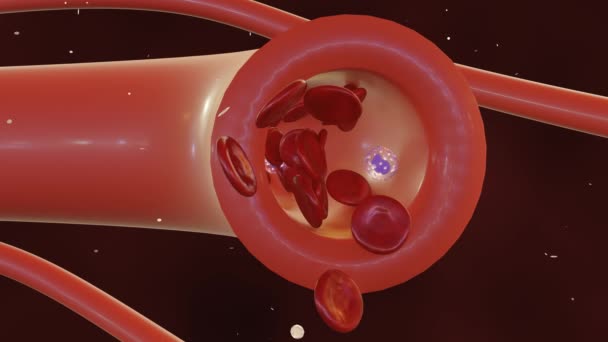 Vasodilation의 애니메이션은 혈관이 긴장을 용어입니다 이것은 혈류량을 증가시키고 혈압을 낮춥니다 — 비디오