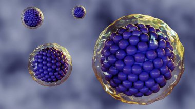 Hücrelerin 3D rendelemesi bir plazma zarı ile çevrilidir, bu ince, esnek bir bariyerdir, bu da hücrenin çevresinden ayrılmasını sağlar..
