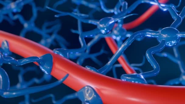 Animation Astrocytes Avec Vaisseaux Sanguins Présents Abondance Dans Tout Cerveau — Video