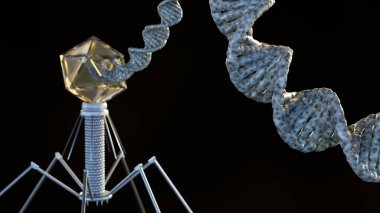 Bakteriyofajların nükleik asitlerinin 3D görüntülenmesi DNA, çift iplikli ve doğrusal olabilir.