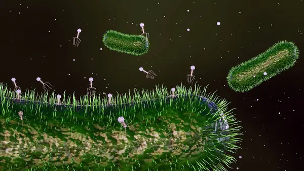 Рендеринг Бактериофагов Которые Заражают Уничтожают Бактерии Фаги Сканируют Наличие Определенных Лицензионные Стоковые Изображения