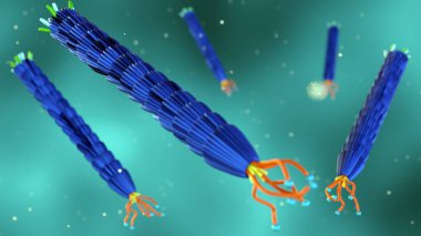 3D filamentous bakteriyofaj M13