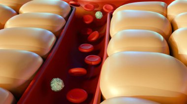 Kan arterinin etrafındaki hücrelerin 3D biçimlendirilmesi