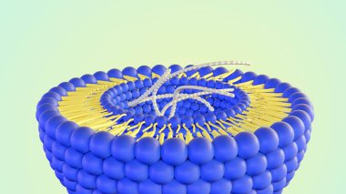 3d rendering of DNA helixes inside of liposome clipart