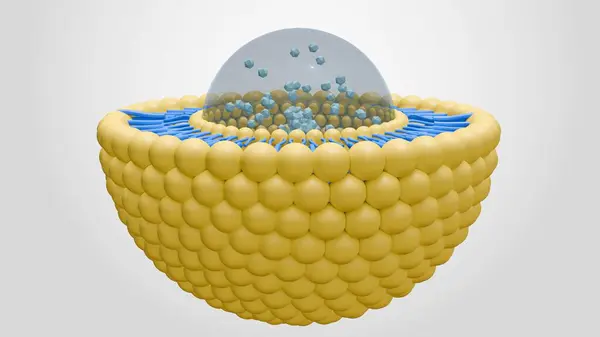 stock image 3d rendering of nanomedicine inside of liposome lipid bilayer