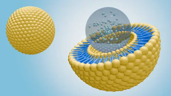 stock image 3d rendering of nanomedicine inside of liposome lipid bilayer