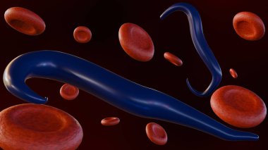Plasmodium Falciparum 'un 3D görüntülemesi alyuvar hücrelerine bulaştı.