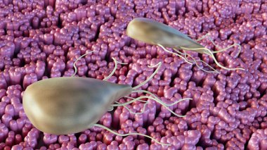 Giardia 'nın 3D görüntüsü bağırsaklarda yaşayan mikroskobik bir parazittir. Parazit bağırsak enfeksiyonuna neden olabilir.