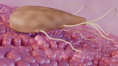 Giardia 'nın 3D görüntüsü bağırsaklarda yaşayan mikroskobik bir parazittir. Parazit bağırsak enfeksiyonuna neden olabilir.