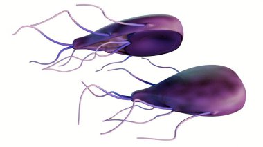3d rendering of Giardia, is a microscopic parasite that lives in the intestines. The parasite can cause a bowel infection called clipart