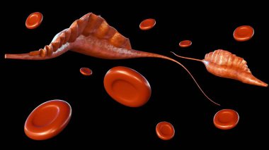 Trypanosoma cinsinin 3 boyutlu protozoanları, uyku hastalığı olarak da bilinen insan Afrika tripanozomisine neden olur.,