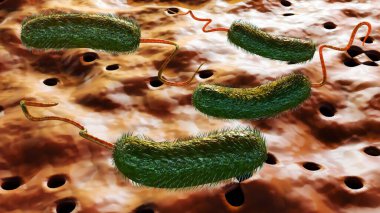 3D rendering of Vibrio vulnificus, is a bacterium that causes septicemia, severe wound infections, and gastroenteritis clipart