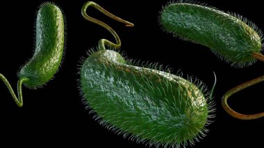 Vibrio vulnificus, septisemiye, ciddi yara enfeksiyonlarına ve mide iltihabına neden olan bir bakteridir.