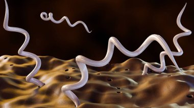 Borrelia burgdorferi, 
