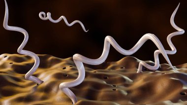 3d rendering of Borrelia burgdorferi, is a bacterium that causes Lyme disease, also known as borreliosis clipart