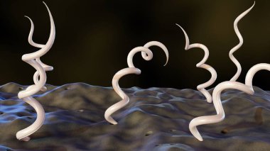 3d rendering of Borrelia burgdorferi, is a bacterium that causes Lyme disease, also known as borreliosis clipart
