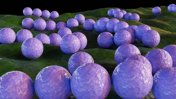 Streptococcaceae familyasına ait küresel bir bakteridir. Streptococcaceae. Zincirle bağlanma eğiliminde olan spor içermeyen koküsler..