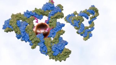DNA tetrahedronunun içindeki altın nanopartiküllerin 3 boyutlu animasyonu