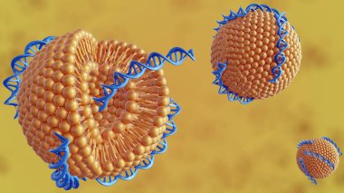 DNA sarmallarının 3D görüntülenmesi DNA-Liposome kompleksi olarak birleştirilmiş liposomlar