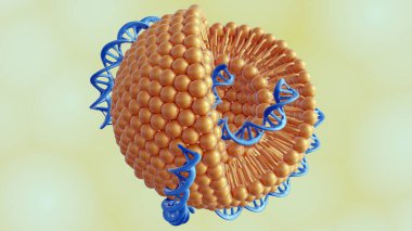 DNA sarmallarının 3D görüntülenmesi DNA-Liposome kompleksi olarak birleştirilmiş liposomlar