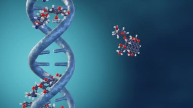 Doxorubicin moleküllerinin 3d animasyonu bitişik GC baz çiftleri ile hidrojen bağları oluşturarak DNA 'yı birbirine bağlar.