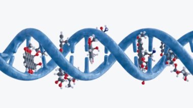 Doxorubicin moleküllerinin 3d animasyonu bitişik GC baz çiftleri ile hidrojen bağları oluşturarak DNA 'yı birbirine bağlar.