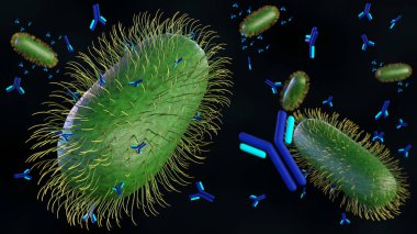 Antikor moleküllerinin 3D görüntülenmesi dış zar veya hücre yüzey yapılarını bağlayabilir ve fagositoz için bakterileri hedef alabilir.