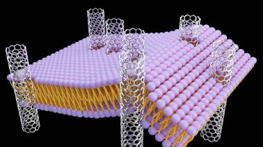 3D rendering of carbon nanotube porins, short pieces of carbon nanotubes capable of self-inserting into a lipid bilayer, model of biological membrane channels. clipart