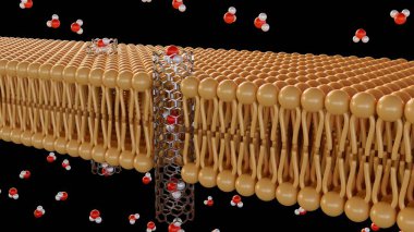 Lipit çift katmanlı zarda karbon nanotüp porinlerinden geçen moleküllerin 3D görüntülenmesi