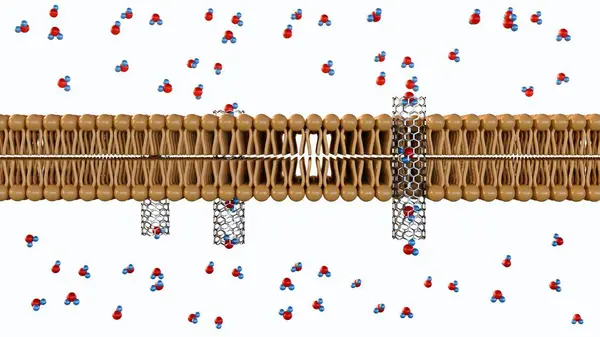 stock image 3d rendering of molecules passing through carbon nanotube porins on lipid bilayer membrane