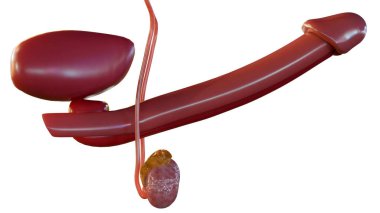 3d rendering of penile erectile tissue. Penile erection or tumescence refers to the physiologic process during which the penis becomes engorged with blood clipart