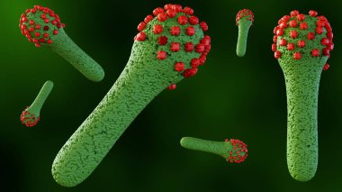 Baculovirus yaşam döngüsünün 3D üretilmesinin böceklere bulaştığı bilinmektedir, bu enfekte olmuş konak hücrelerden daha sonra ikincil enfeksiyon sırasında budded virüs (BV) salınır..