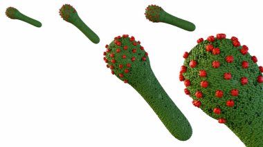 3d rendering of baculovirus lifecycle are known to infect insects, the budded virus (BV) is released from the infected host cells later during the secondary infection. clipart