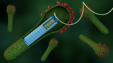 Baculovirus yaşam döngüsünün 3D üretilmesinin böceklere bulaştığı bilinmektedir, bu enfekte olmuş konak hücrelerden daha sonra ikincil enfeksiyon sırasında budded virüs (BV) salınır..